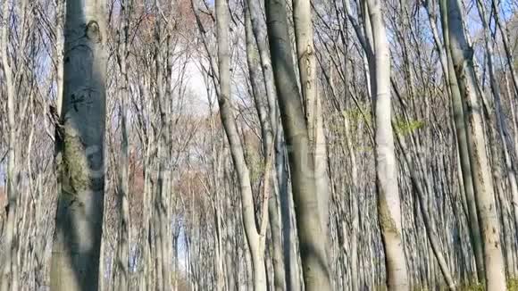 森林中树木的背景镜头广角上的树木全景林间空地绿草如茵视频的预览图
