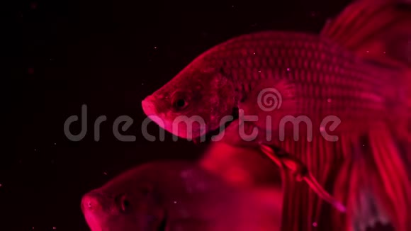 几个红色暹罗人打鱼贝塔水族馆鱼在孤立的黑色背景前游泳视频的预览图