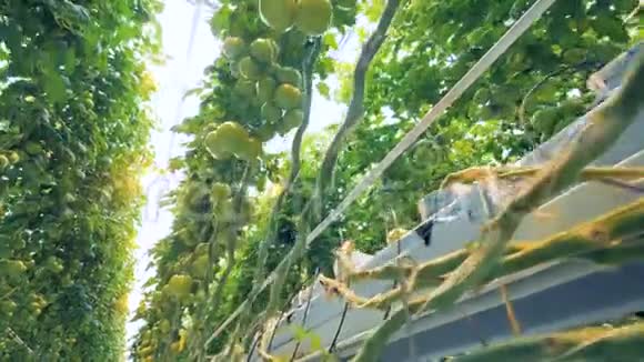 从不利的角度看种植西红柿种植园的一面视频的预览图