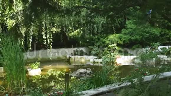 花园池塘有水草视频的预览图