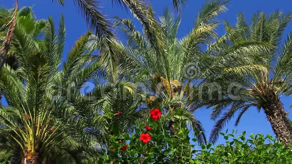 晴空上的棕榈树视频的预览图