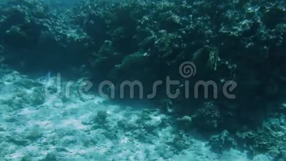 水下4K慢动作视频游泳超过死珊瑚在海床上视频的预览图