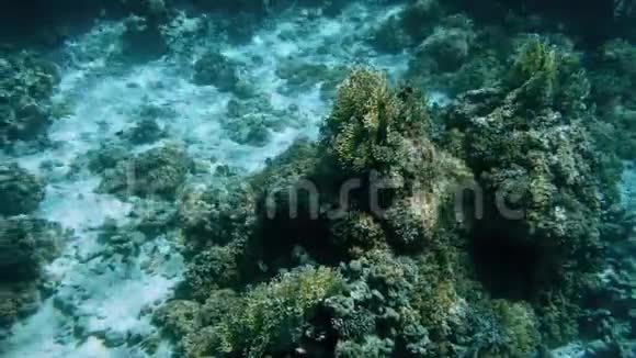 由美丽的水下景观潜艇制作的4k视频珊瑚礁和游动的热带鱼类视频的预览图