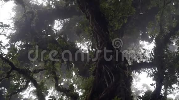 雨林里的大树视频的预览图