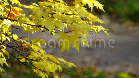 淡淡的秋色气息视频的预览图
