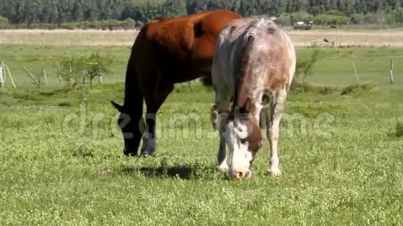 马在吃草视频的预览图