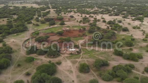 坦桑尼亚大草原的马赛博马视频的预览图