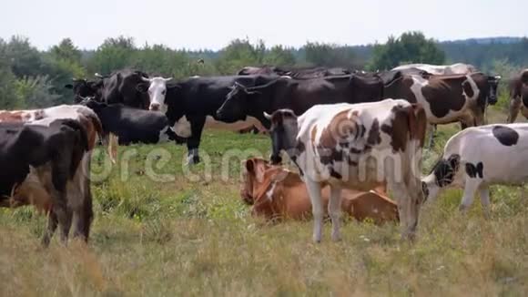 草甸的牛暑假视频的预览图