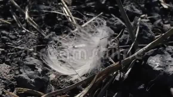 鸟儿的羽毛在风中摇曳视频的预览图