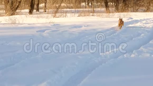 美丽欢快和善良的金狗在冬天的公园里穿过白色的雪堆动作缓慢视频的预览图