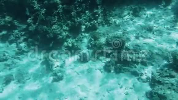水下4K慢动作视频游泳超过死珊瑚在海床上视频的预览图