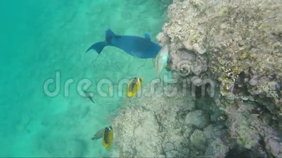 红海里的大蓝鱼埃及丰富的水下世界视频的预览图