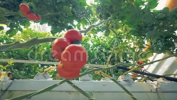 番茄大植物底景视频的预览图