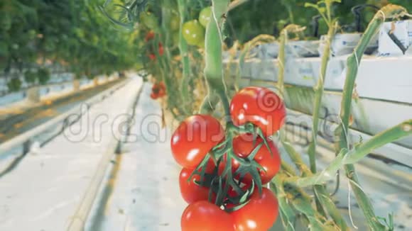 西红柿的下部灌木丛和绿色植物的模糊通道视频的预览图