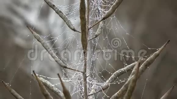 薄雾弥漫的清晨和潮湿的蜘蛛网上成熟的油菜花田视频的预览图