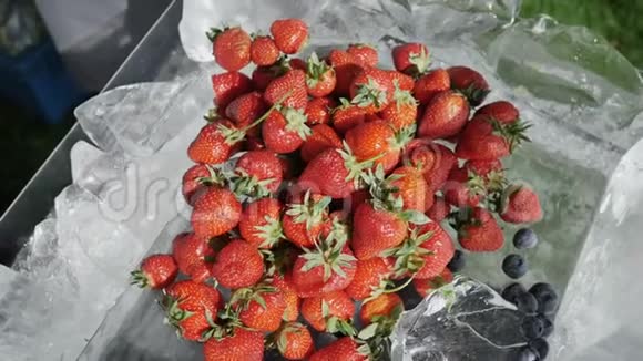 季节性浆果的健康饮食营养概念农夫在没有收获的自然草莓上撒满了视频的预览图