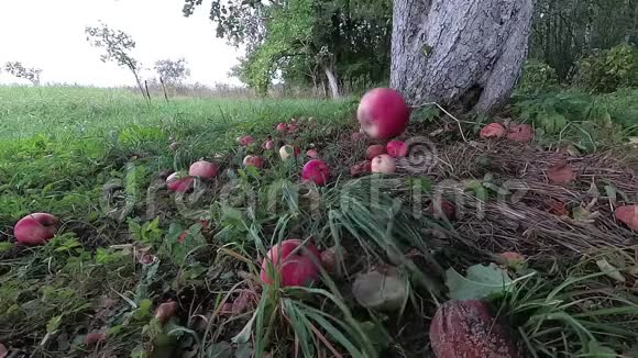 苹果树上的苹果慢动作视频的预览图