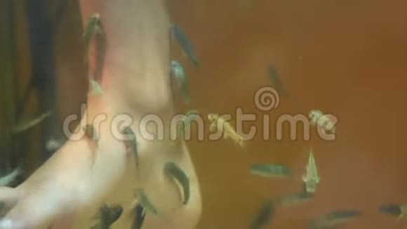 加拉鲁法胎儿腿上的皮肤做足部按摩鱼水疗视频的预览图