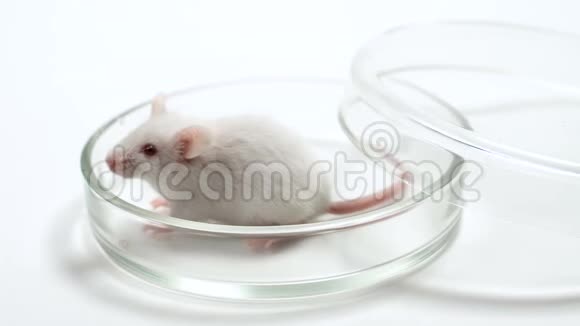老鼠在培养皿中进行研究概念药物测试疫苗开发动物实验视频的预览图