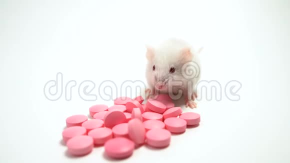 老鼠在培养皿中进行研究概念药物测试疫苗开发动物实验视频的预览图