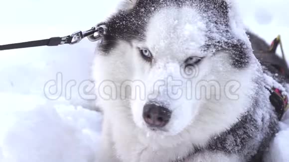深雪中的西伯利亚哈士奇狗视频的预览图