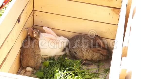兔子在盒子里吃草视频的预览图