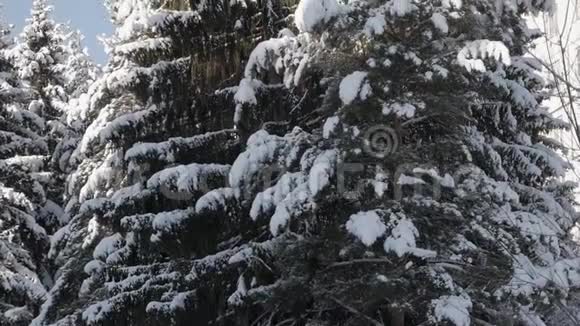 古老高大的云杉树树枝在厚厚的积雪下弯曲视频的预览图