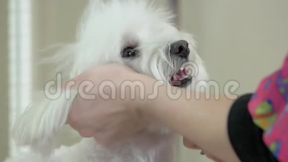 手拿梳子刷狗视频的预览图