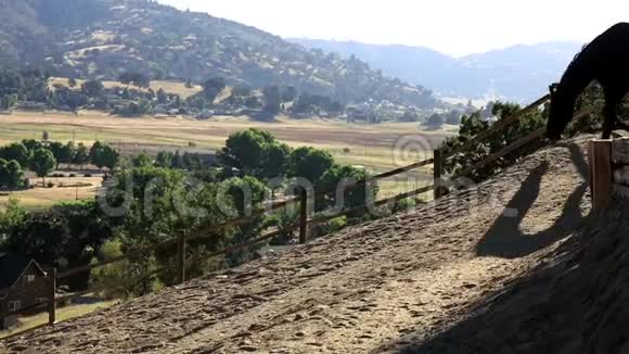 一匹马在泥土里滚动视频的预览图