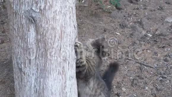 无家可归的灰猫向公园里的一棵树爬爪子视频的预览图