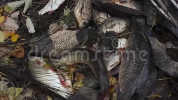 塞纳河里的活鱼视频的预览图