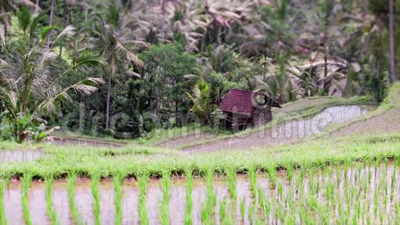 巴厘岛的乡村生活视频的预览图