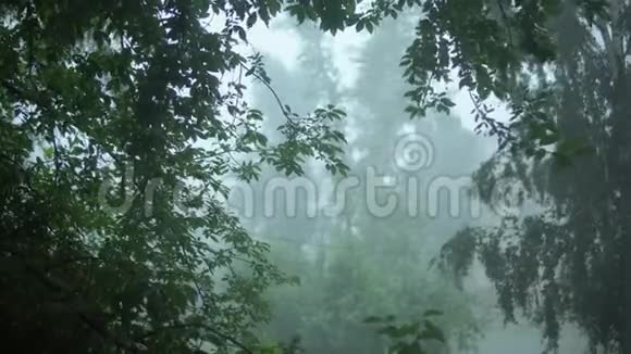 强烈的阵风摇曳的绿树在倾盆大雨中发出暴风雨的警告视频的预览图