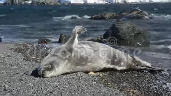 韦德尔海豹小狗在海滩上视频的预览图