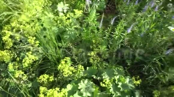 夏花草和其他植物视频的预览图