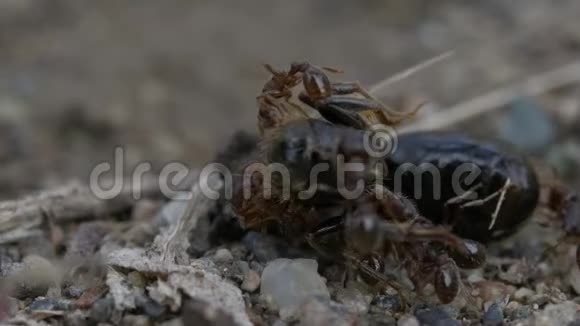 蚂蚁吃一只大苍蝇视频的预览图