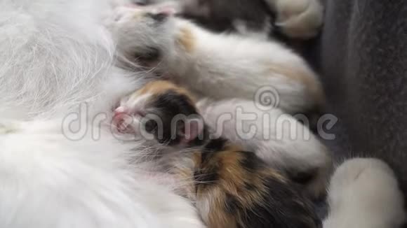 新生的小猫从妈妈那里吸奶视频的预览图