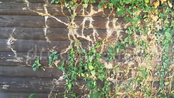 一堵旧木墙上的绿色和褪色的常春藤复制空间视频的预览图