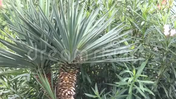 亚热带植物在大雨下视频的预览图