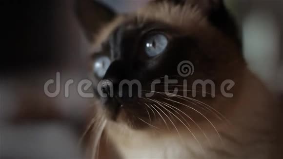 美丽的蓝眼猫视频的预览图