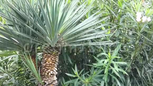 亚热带植物在大雨下视频的预览图