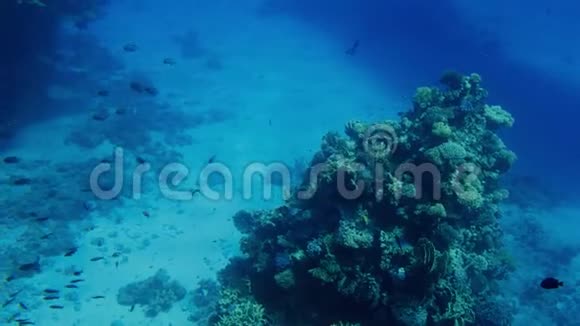 4K珊瑚礁奇妙海景与五颜六色的鱼和海葵视频视频的预览图