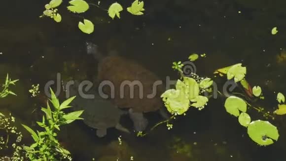 在澳大利亚行走的短颈海龟视频的预览图