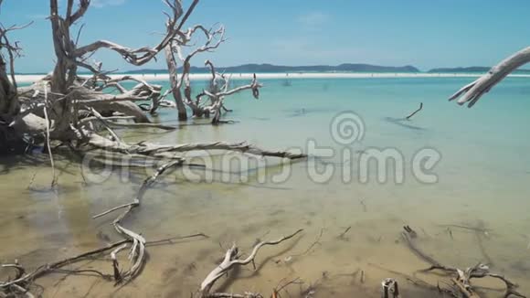 大海中的死树澳大利亚有绿松石海水视频的预览图