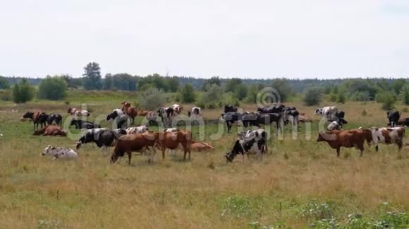 草甸的牛暑假视频的预览图