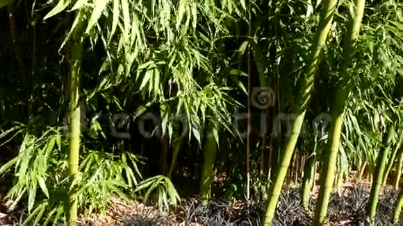 在阳光明媚的日子里伊丽莎白女王公园的竹子视频的预览图