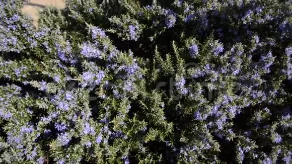 迷迭香花迷迭香植物在春天盛开的花朵中紫色迷迭香草视频的预览图