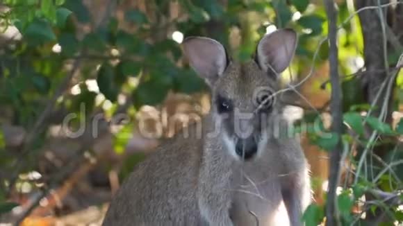 瓦拉比在澳大利亚森林中近距离射击视频的预览图