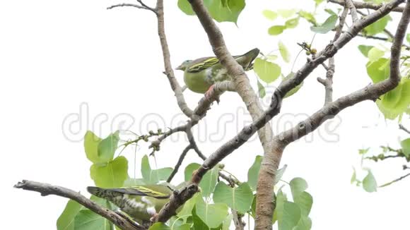 热带雨林中茂密的绿色鸽子视频的预览图