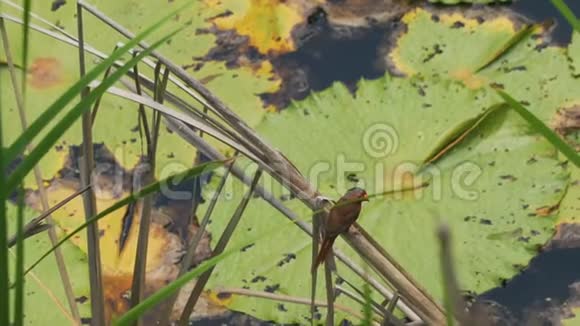 澳大利亚泰托湿地红绿鸟视频的预览图